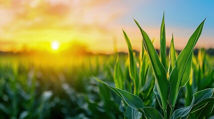 Fototapeta premium A vibrant corn field under a golden sunset, showcasing lush green leaves and a serene atmosphere, perfect for agricultural themes.