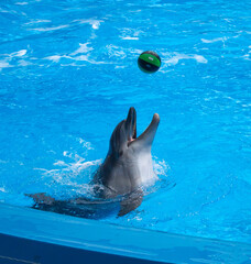 Obraz premium Dolphins performing at the dolphinarium in Sochi Adventure Park.