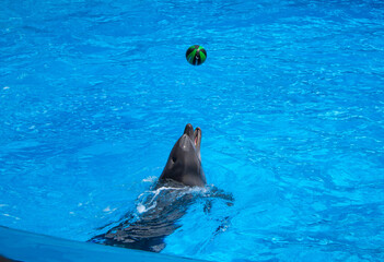 Dolphins performing at the dolphinarium in Sochi Adventure Park.