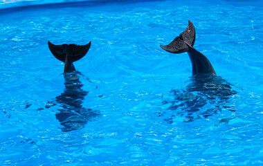 Dolphins performing at the dolphinarium in Sochi Adventure Park.