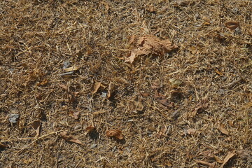 the grass is brown due to drought, dead and dry