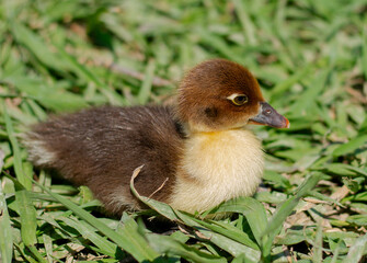 Chick of Muscovy duck (Cairina moschata) portrait