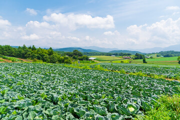 【群馬県】嬬恋高原の広大なキャベツ畑