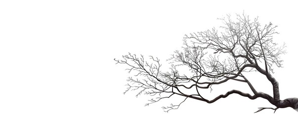 Minimalist Line Drawing of Elegant Bare Tree Branches on White Background with Copy Space