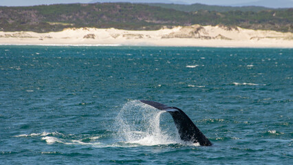 Fototapeta premium Walflosse