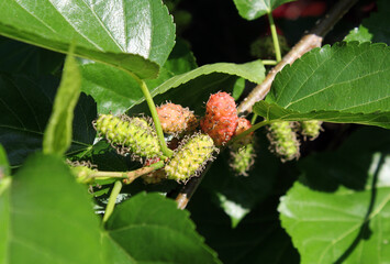 Mulberries fruit at various stages on ripeness on a tree branch