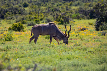 Naklejka premium Antilope
