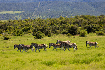 Zebraherde