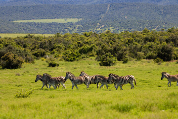 Fototapeta premium Zebraherde
