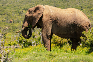 Elefant