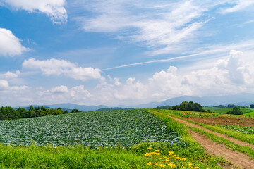 【群馬県】嬬恋高原の広大なキャベツ畑