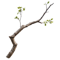 Fototapeta premium Twisted Branch of Life, a gnarled tree limb showcasing fresh green leaves cut out transparent isolated on white background PNG