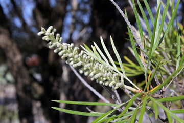 Flower buds on a Grevillea plant in a garden