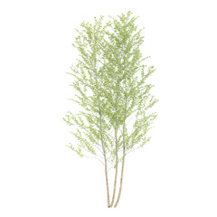 Obraz premium Green beautiful Birch tree isolated on Canvas