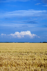 Farmland. Golden wheat field under blue sky.