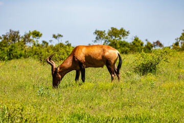 Antilope