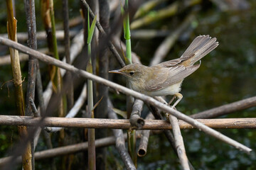reed warbler in the foreground among the reeds of the reeds in the river