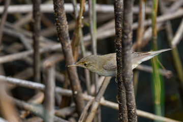 reed warbler in the foreground among the reeds of the reeds in the river