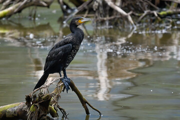 close-up of a cormorant perched on a branch in the middle of the river