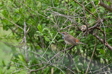 bluethroat in the foreground among the bushes