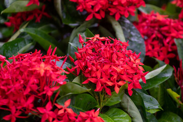 Jungle Geranium, Flame of the Woods or Jungle Flame or Pendkuli 
(Ixora coccinea), Red Flowers like a Bouquet in a Garden