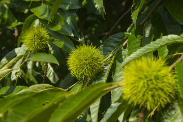green Chestnut bur in forest