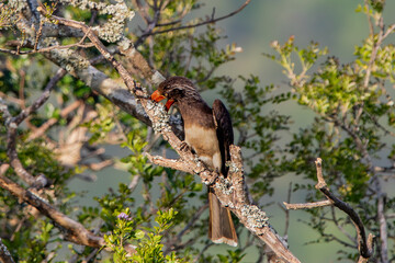 Kakadu