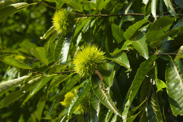 green Chestnut bur in forest