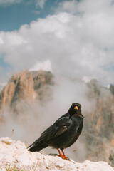 red winged blackbird on a rock