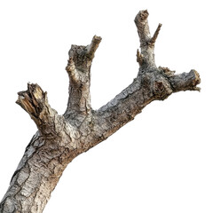 Fototapeta premium Twisted Branch of Time cut out transparent isolated on white background PNG