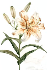 Fototapeta premium bouquet of lily