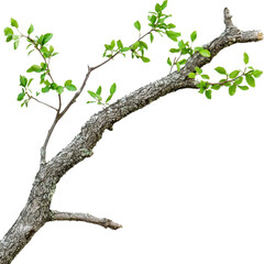 Lush Green Branch cut out transparent isolated on white background PNG