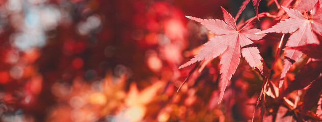 Beautiful maple leaves on the tree in autumn season.