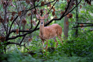 Deer In the Forest at the Park