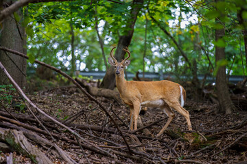 deer in the woods