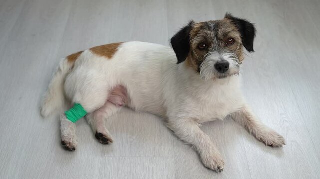 A sick purebred dog lies with a bandaged paw on the floor of the house. The dog is sick with bronchitis, they put him on IVs.