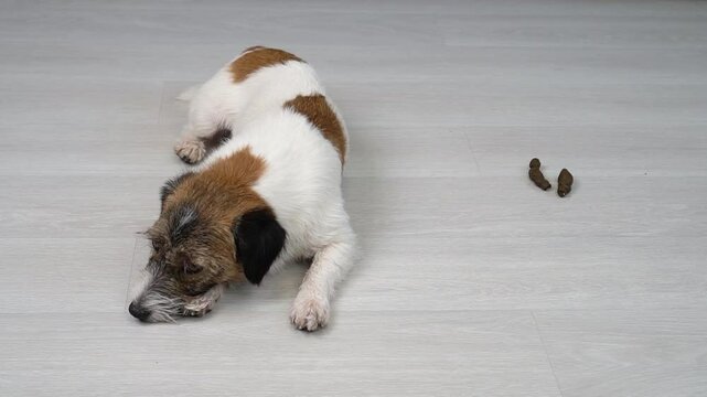 A guilty dog ​​and nearby poop on the floor of the apartment. Bad dog behavior at home. Vertical photo. The dog is embarrassed.