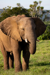 Obraz premium Elefant