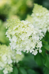 White flowers of the paniculate hydrangea Polar Bear with green leaves in full bloom