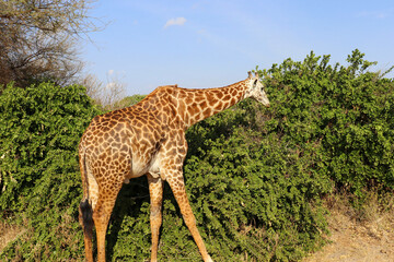 giraffe in the savannah
