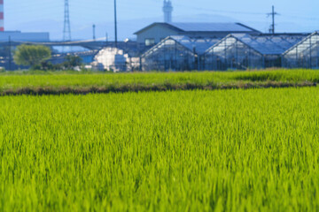 Rice fields in Asia, farming village at dusk