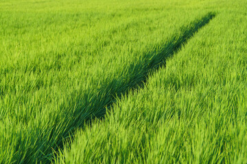 landscape lush green rice fields
