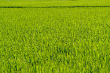 landscape lush green rice fields