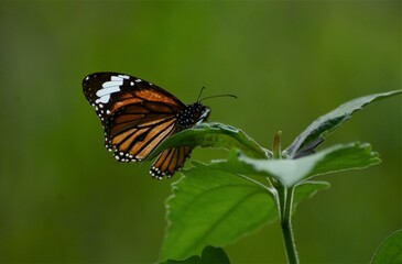 Striped Tiger Butterfly (Danaus genutia) on Leaves