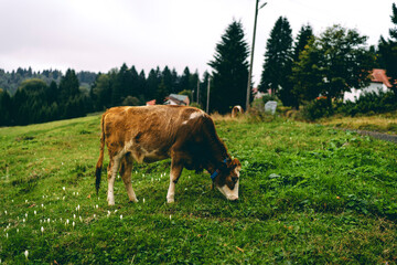 A cow with a bell around its neck is eating grass. The cow is eating grass.