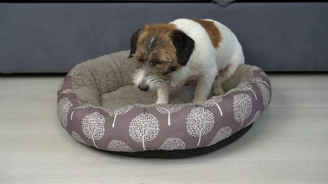 The dog is sick and coughing. A sad Jack Russell Terrier dog in a green bandage on his legs lies in a dog bed.