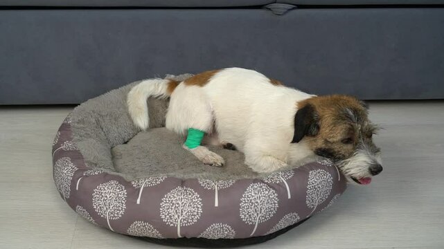 A sad Jack Russell Terrier dog in a green bandage on his legs lies in a dog bed.