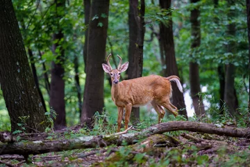 deer in the forest