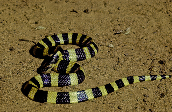 Banded krait
