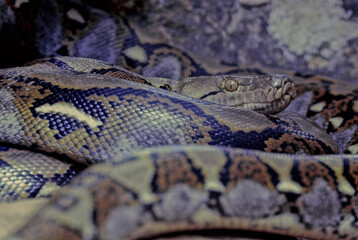 Reticulated python